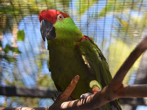 Rhynchopsitta Pachyrhyncha Thick Billed Parrot In Zoos