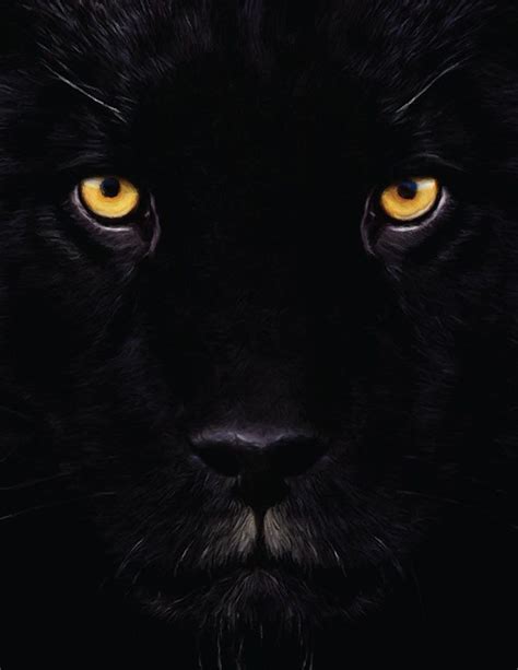 Black Panther Closeup Favorite Animals~missy Pinterest Animals