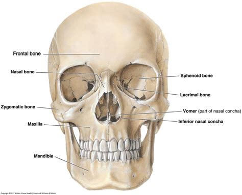 Anatomy Of The Face Bones Anatomical Charts Posters Sexiz Pix