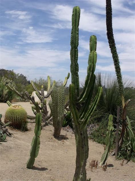 Juniper staircase in balboa park. Balboa Park Cactus Gardens, San Diego, California-Went in ...