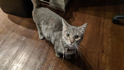 [found] grey female tabby cat with bell on collar westchase r houstonclassifieds