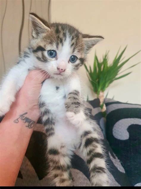 Gorgeous Tabby Kittens For Sale In Yardley West Midlands Gumtree