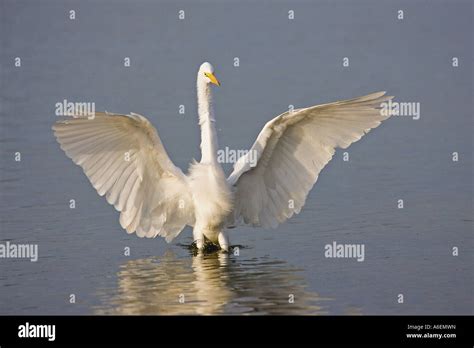 Outstretched Wings Hi Res Stock Photography And Images Alamy