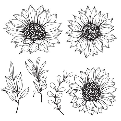 Sunflower Line Art Sunflower Line Drawing Floral Line Drawing