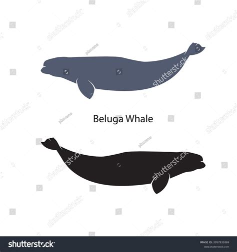 Beluga Whales Silhouette Vector Illustrations Isolated Stock Vector