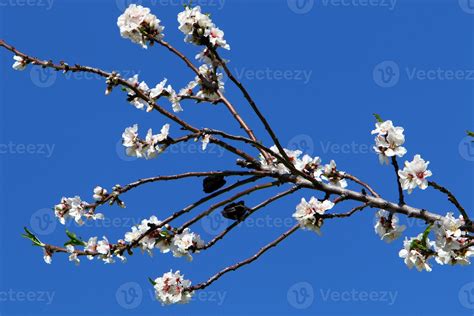 Almond Blossoms In A City Park In Israel 10011096 Stock Photo At Vecteezy