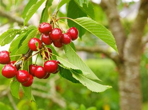Everything You Need To Know About Stella Cherry Trees American Homeowners Association