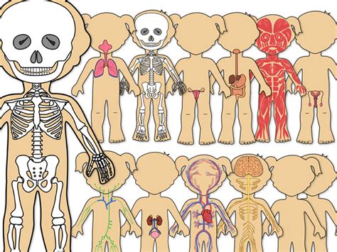 Human Body Systems Clip Art Teaching Resources