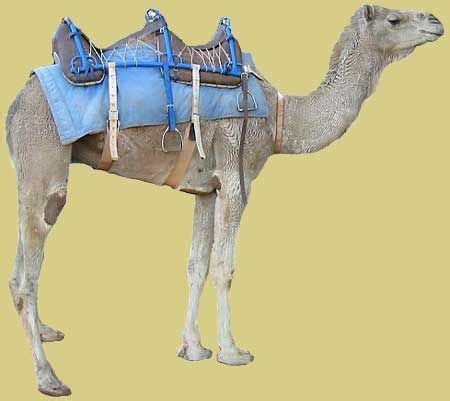 An example is if you have two jms broker systems (for example activemq and webspheremq). Pin on Saddles.
