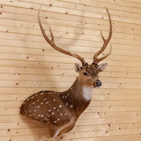 Premier Axis Deer Shoulder Mount Taxidermy Mm5001 Safariworks Decor