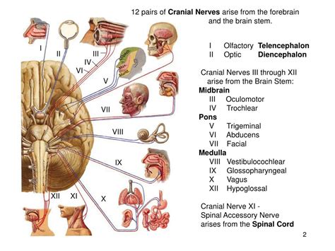 The nucleus ambiguus is the common nucleus of the efferent fibers for glossopharyngeal (cn ix) and vagus (cn x) nerves. PPT - The Cranial Nerves and Cranial Nerve Nuclei of the ...