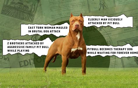 Are Pitbulls Dangerous Exploring Truths About Their Nature