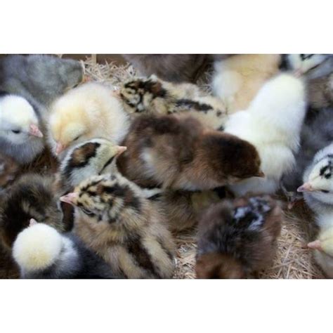 cackle hatchery hatchery choice assorted rare breed chickens straight run male and female