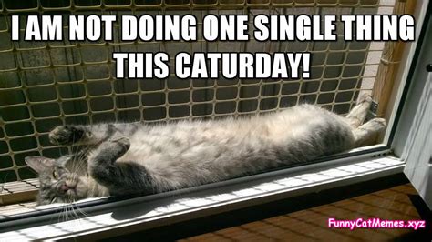 Your daily dose of fun! Caturday meme - Funny Cat MEME