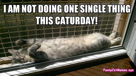 Signup for your regular dose of the funny beaver newsletter! Caturday meme - Funny Cat MEME