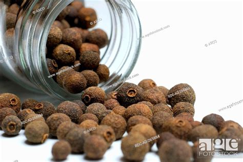 Allspice Pimenta Dioica Officinalis Jamaica Pepper Myrtle Pepper