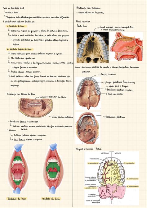 Cavidade Oral E Glândulas Salivares 220201 000513 Anatomia I