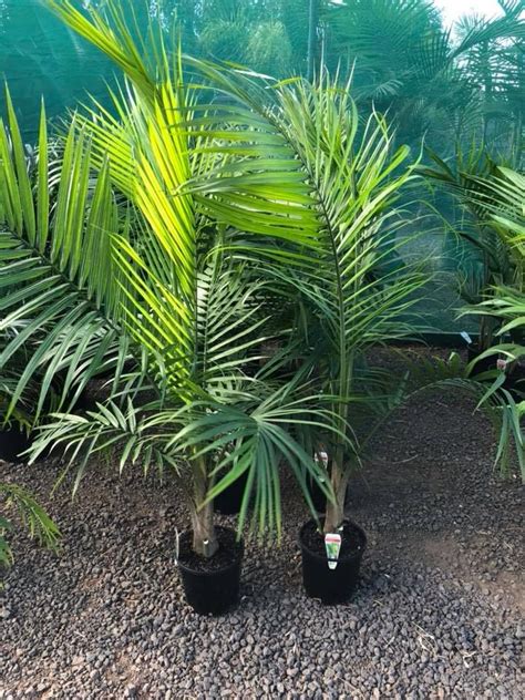 Majestic Palm Ravenea Rivularis True Green Nursery Majestic Palm