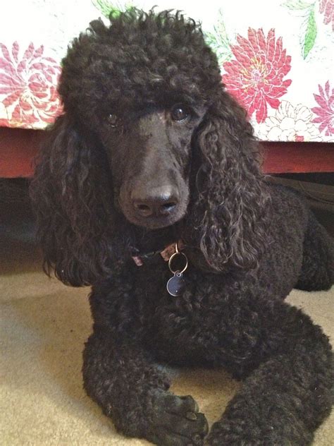 Pin By Jody On My Standard Poodle Abby Poodle Haircut Black Standard