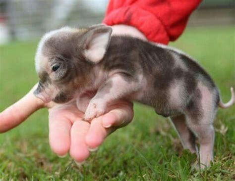 Cute Teacup Pig Animals Pinterest