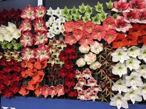 Contemporary and traditional flower design for all events using seasonal british flowers, embracing. Flowers from Holland - Flirty Fleurs The Florist Blog ...