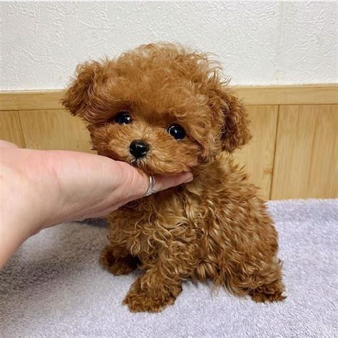 Check out our teacup cats selection for the very best in unique or custom, handmade pieces from our drinkware shops. cheap teacup puppies for sale near me in 2020 | Toy poodle ...