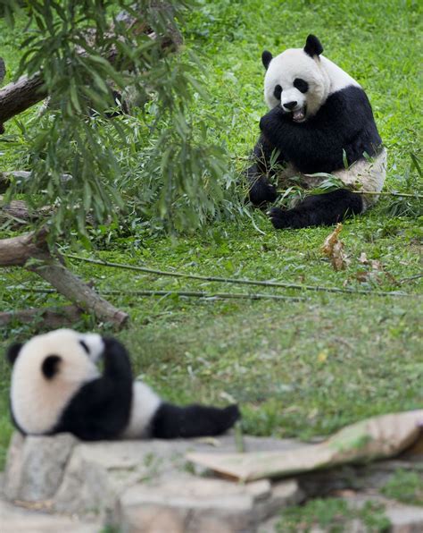 The Giant Panda Is No Longer Listed As An Endangered