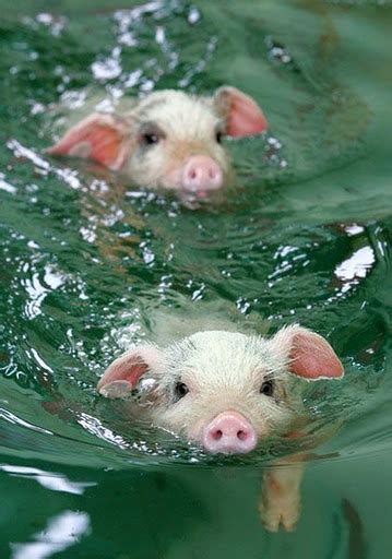 Pigs Funny Pigs Funny Picturesgallery Pigs Funny 2012 Daily News