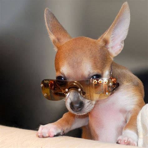 The Daily Cute 15 Dogs Wearing Sunglasses Cute Animals Cute Animal