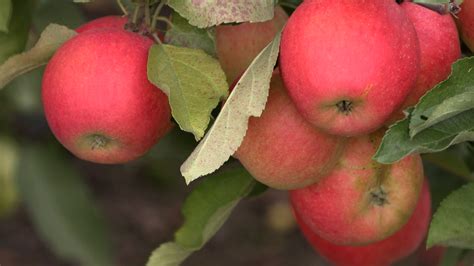 Peak Of Apple Season At Knaebe S Apple Farm Wbkb 11