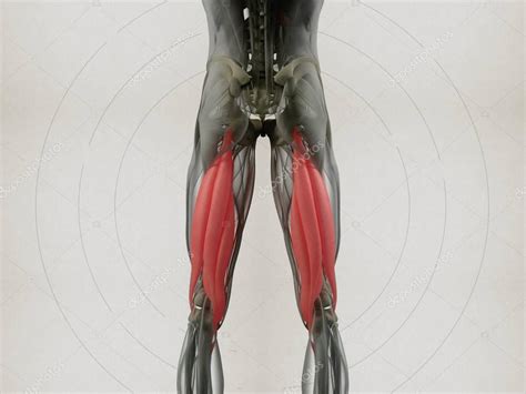 Modelo De Anatomía De Grupo Muscular Isquiotibial 2024