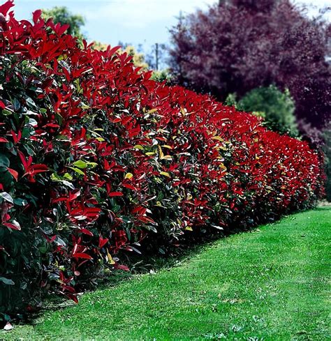 Photinia Red Robin Hedge Privacy Landscaping Backyard Landscaping