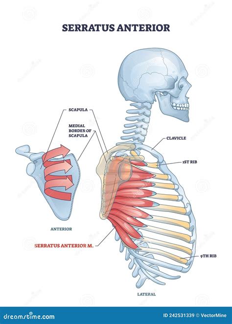 Human Serratus Anterior Muscles On Skeleton Stock Illustration