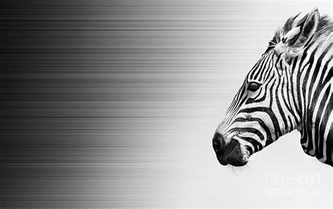 Zebra In Wind Black And White Mixed Media By Etienne Outram Fine Art