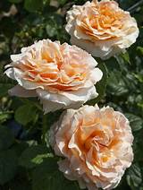 Fast-Growing Perennial Vines for Northern California ...