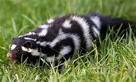 Eastern Spotted Skunk Small Agile Stinker Animal Pictures And
