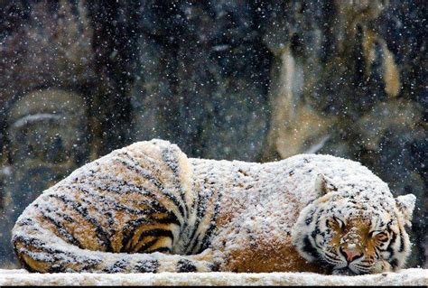 Psbattle This Tiger Sleeping In The Snow Rphotoshopbattles