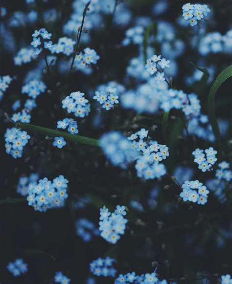 Famous Aesthetic Blue Flower Background Ideas