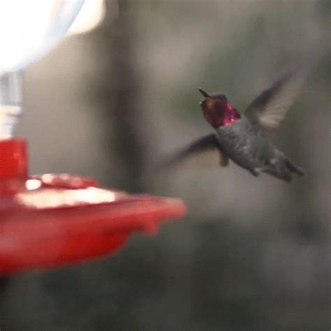 Humming Bird Bird  By University Of California Find And Share On Giphy