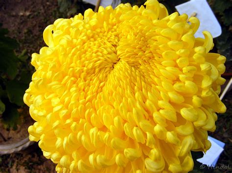 Snowball Yellow Chrysanthemum Flickr Photo Sharing