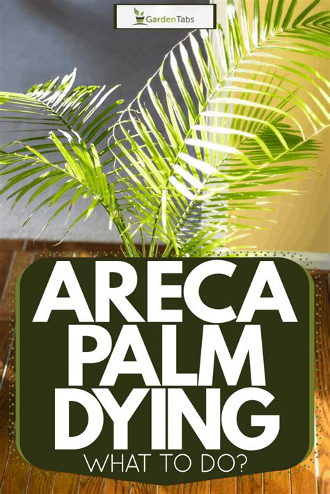 Areca Palm Dying What To Do