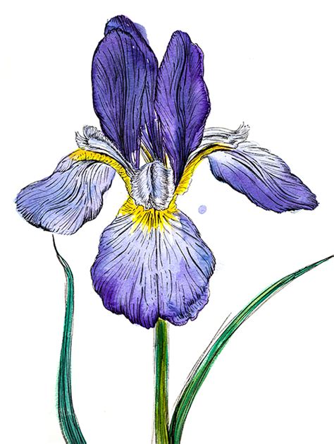 Garden bloom frame botanical black ink sketch. Iris Drawing | Free download on ClipArtMag