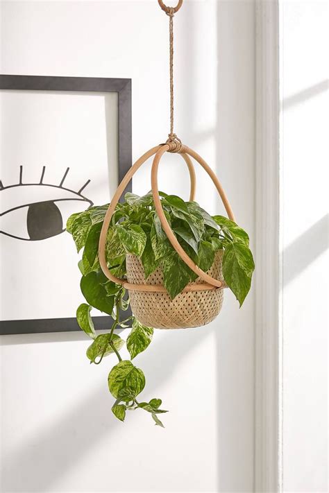 A Hanging Planter Filled With Green Plants Next To A Framed Eye On The Wall