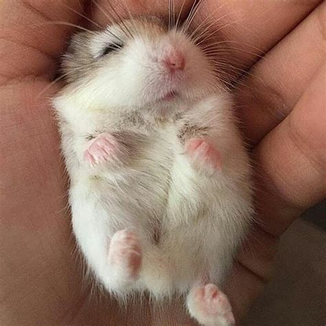 il est tellement adorable cuuuuute 😻🤤🐶🐱🐭🐹🐰🦊 bébé hamster bébés animaux animaux adorables