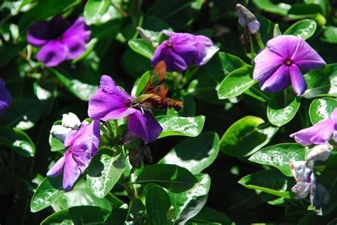 It also needs to be: Hummingbird Moth on Purple Flower | Hummingbird Moth on ...