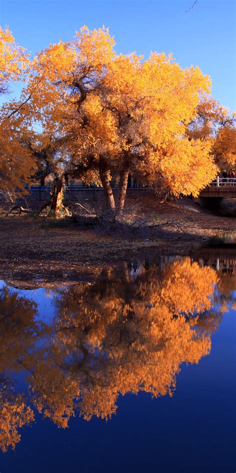 1080x2160 Nature Waters Autumn Trees Reflection In Water One Plus 5t