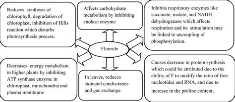 Molecular Mechanisms Of Fluoride Toxicity In Plants Download