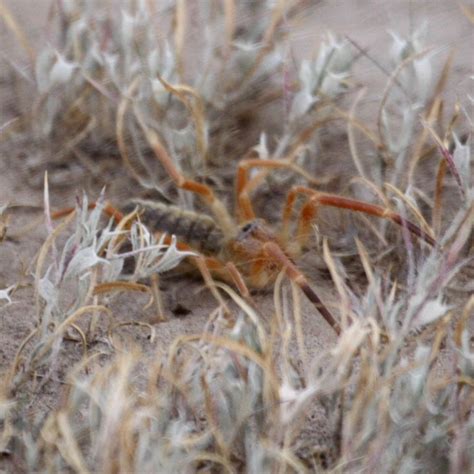 Whether you love the arachnida class or you'd prefer to never see them again, camel spiders, or solifugae, are pretty intimidating. Camel Spider