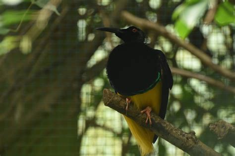 Twelve Wired Bird Of Paradise Seleucidis Melanoleucus Zoochat