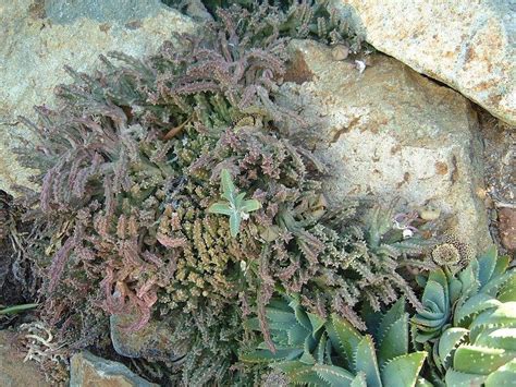 Unique characteristic of a starfish cactus. PlantFiles Pictures: Starfish Cactus, Toad Cactus (Orbea ...